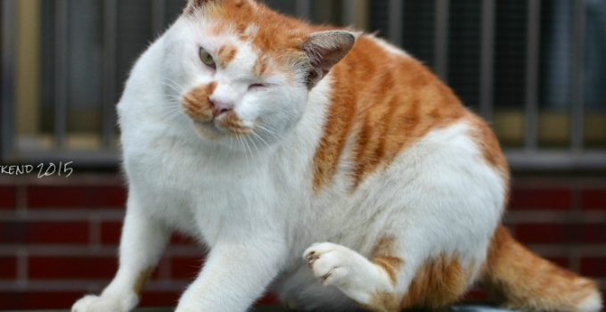 吃在台北的周末 x 3 『瑞芳小旅行 x 人氣咖啡店』