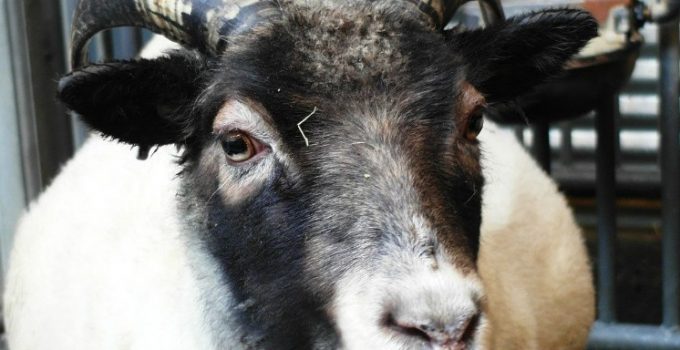 【冰島】 Reykjavik Zoo and Family Park －冰天雪地下與動物的零度接觸。