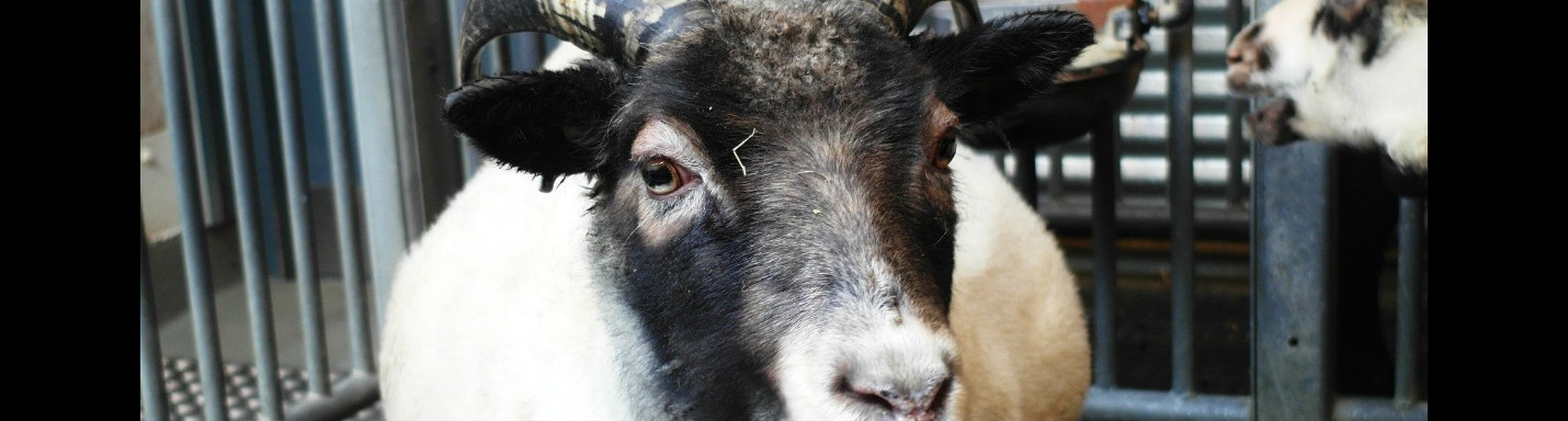 【冰島】 Reykjavik Zoo and Family Park －冰天雪地下與動物的零度接觸。