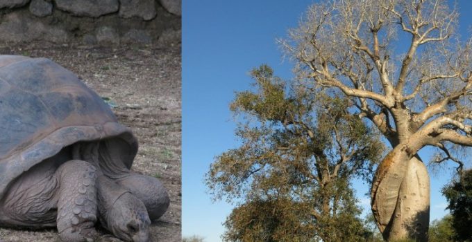 馬達加斯加 夢幻島國 D1 (下)