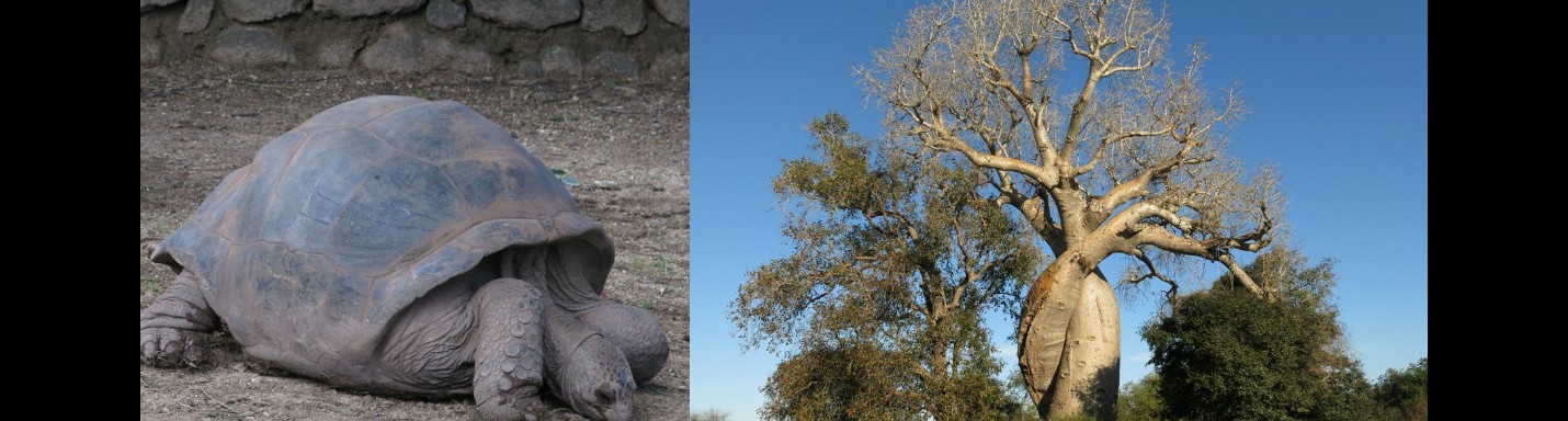 馬達加斯加 夢幻島國 D1 (下)