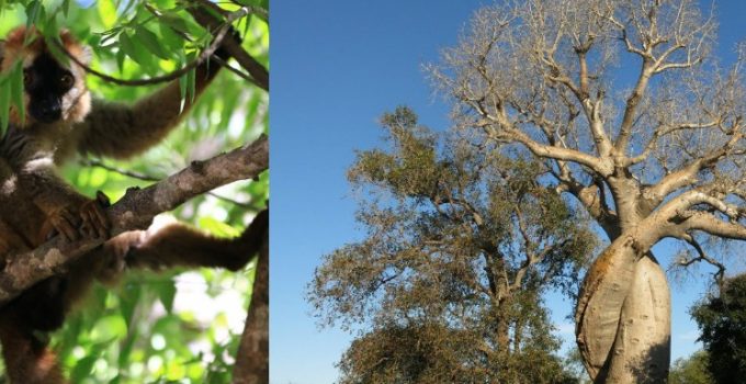 馬達加斯加 夢幻島國 D10