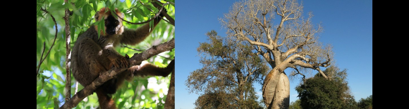 馬達加斯加 夢幻島國 D10