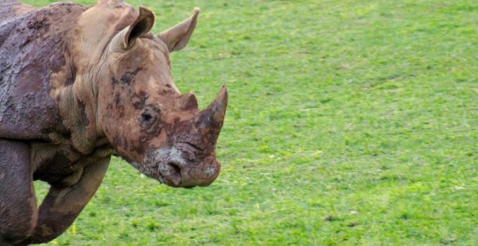 陽光海岸之旅： Australia Zoo與民保育