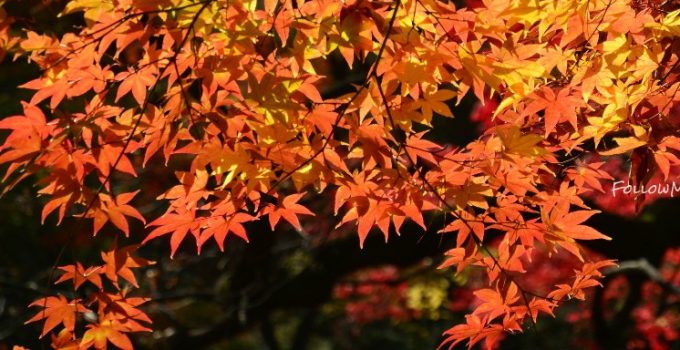 楓行韓國 x 紅葉秘苑