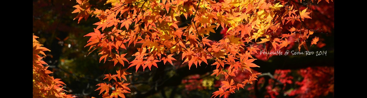 楓行韓國 x 紅葉秘苑