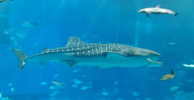 沖繩好玩駕 Okinawa GoGo 8