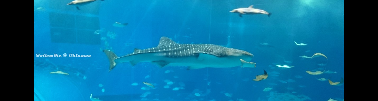 沖繩好玩駕 Okinawa GoGo 8