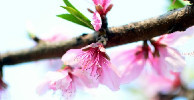 陽春三月訪杭州 Spring in HangZhou 1