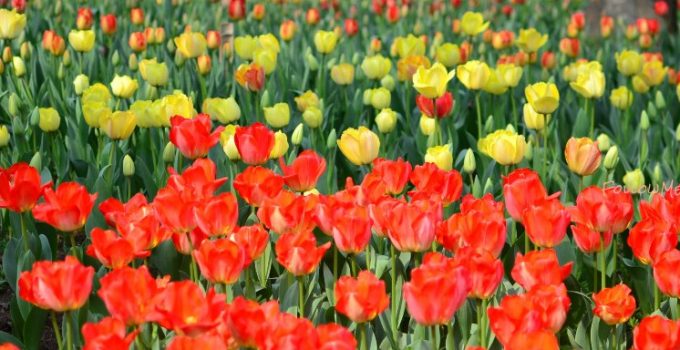 陽春三月訪杭州 Spring in HangZhou 2