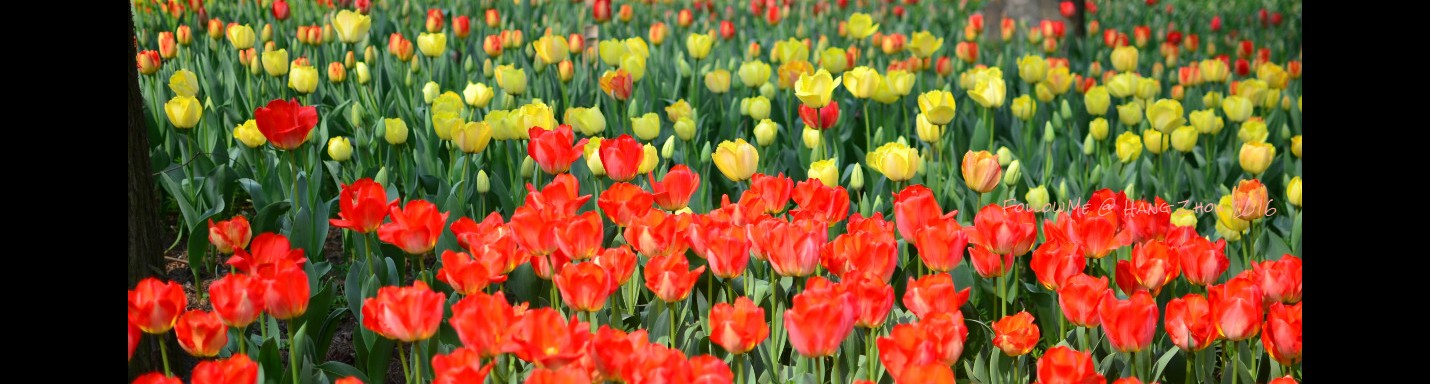 陽春三月訪杭州 Spring in HangZhou 2