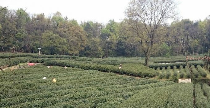 陽春三月訪杭州 Spring in HangZhou 3