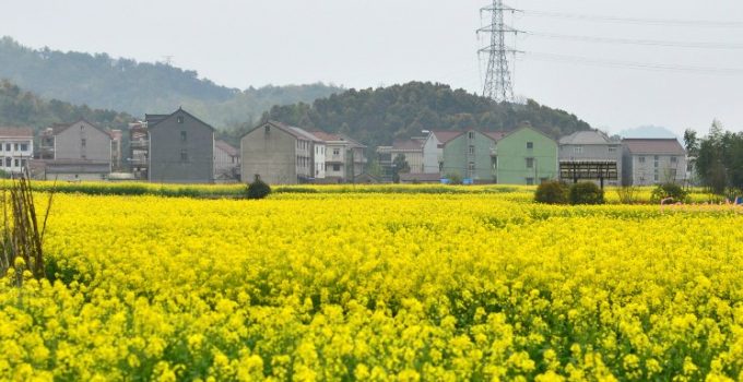 陽春三月訪杭州 Spring in HangZhou 4