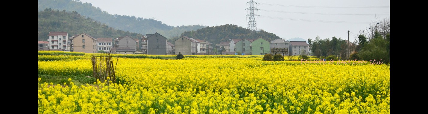 陽春三月訪杭州 Spring in HangZhou 4