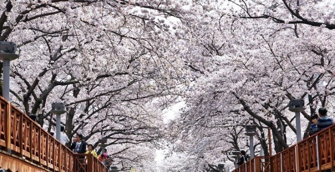 釜山賞櫻 - 鎮海軍港節 2016 - 余佐川橋