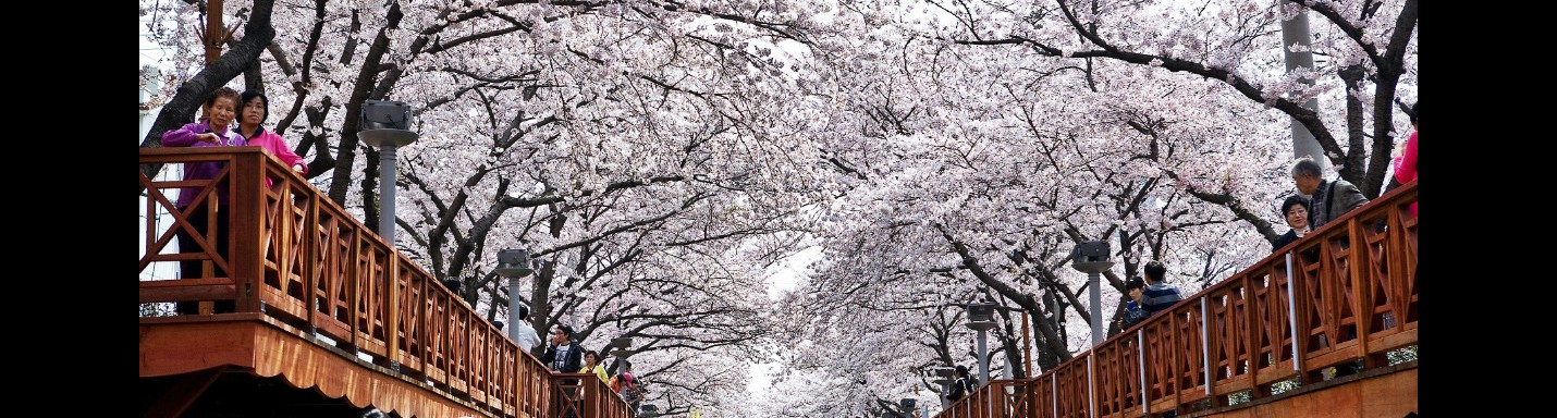 釜山賞櫻 - 鎮海軍港節 2016 - 余佐川橋