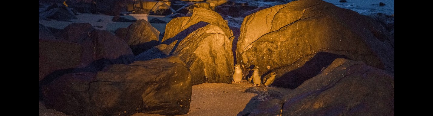 塔斯曼尼亞自然奇觀 接小企鵝返屋企