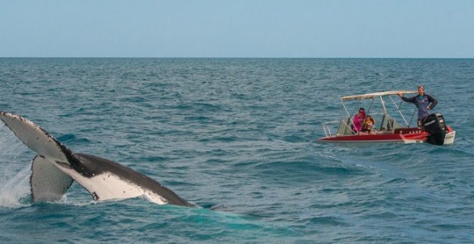 費沙島追蹤鯨魚大遷徙
