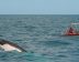 費沙島追蹤鯨魚大遷徙