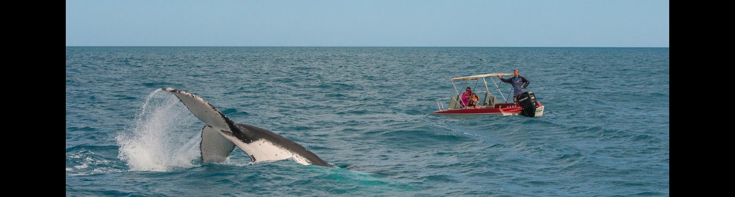 費沙島追蹤鯨魚大遷徙