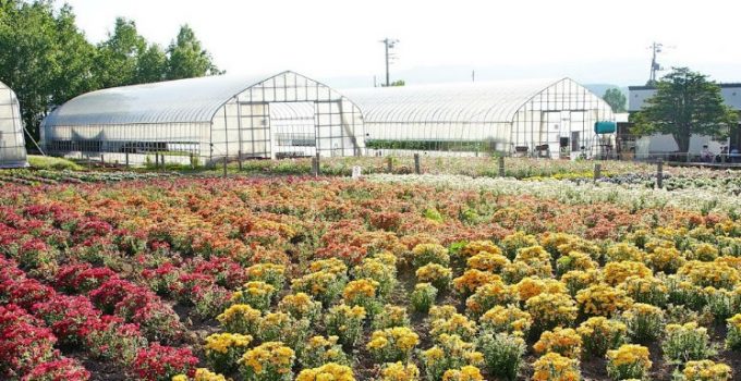 北海道美味海膽自駕遊之旅：第二天(美瑛)