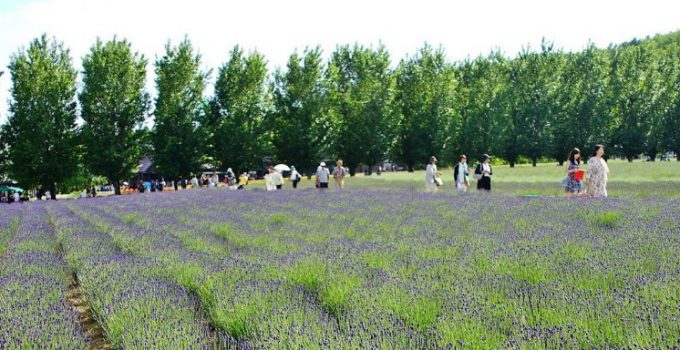 北海道美味海膽自駕遊之旅：第二天(富良野)