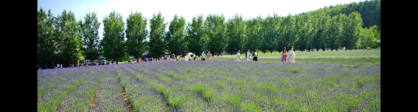 北海道美味海膽自駕遊之旅：第二天(富良野)