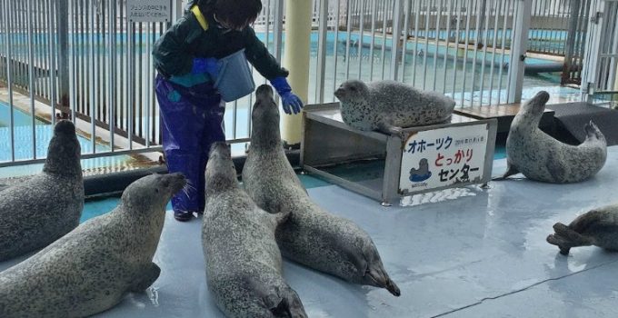 北海道美味海膽自駕遊之旅：第六天（紋別海豹館）