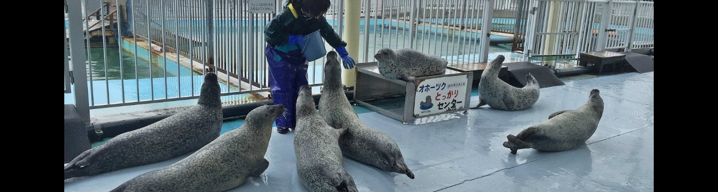 北海道美味海膽自駕遊之旅：第六天（紋別海豹館）