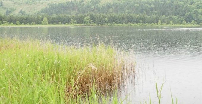 北海道美味海膽自駕遊之旅：第四天（利尻）