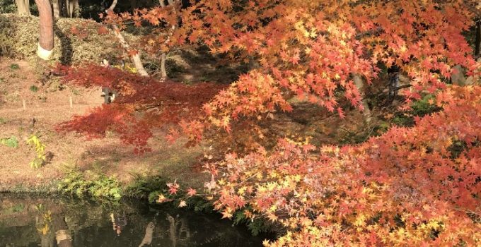 六義園秋色賞楓遊