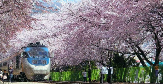 2017 韓櫻開花預測～走遍全國的追櫻攻略！