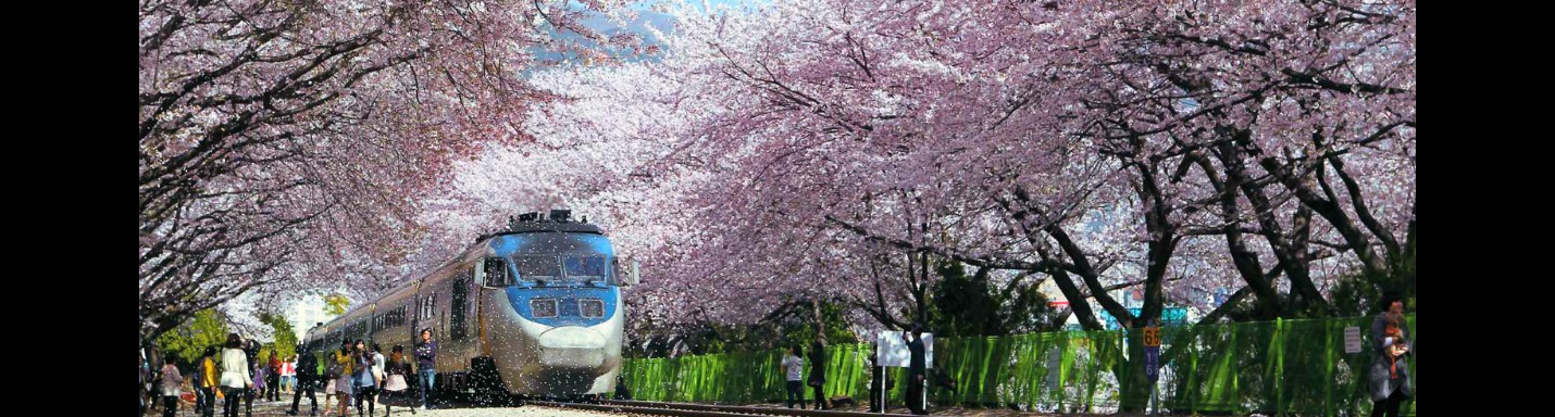 2017 韓櫻開花預測～走遍全國的追櫻攻略！