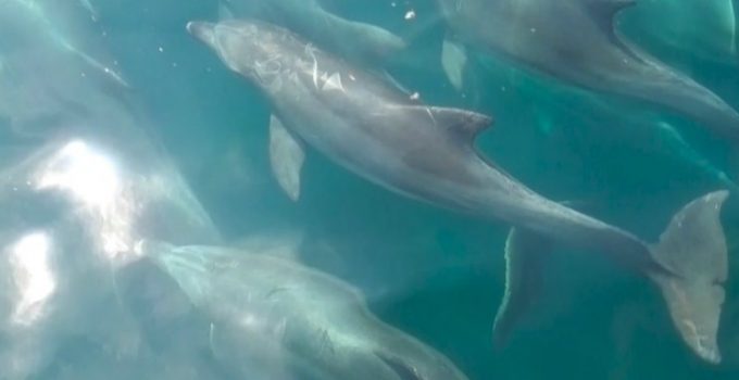 Jarvis和式去九州~ 天草同海豚玩遊戲