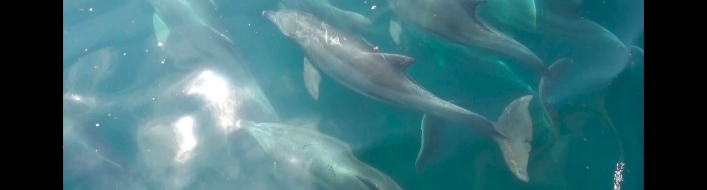 Jarvis和式去九州~ 天草同海豚玩遊戲