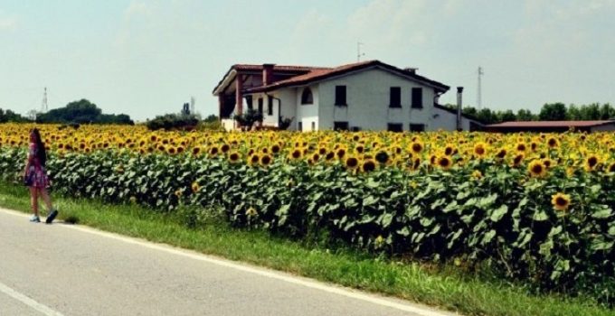 盛夏！意大利北部田園小旅程！尋找向日葵！
