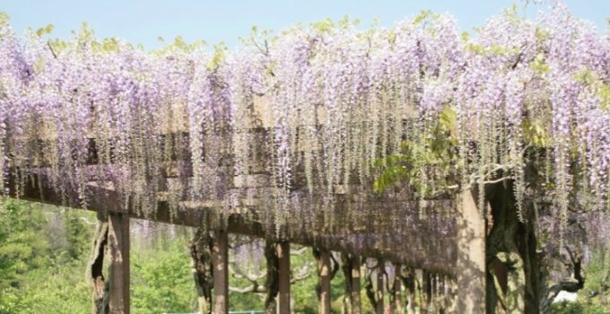 四國自駕自遊行：第二天 (今治市 鯛魚釡飯 海膽飯 大三島藤公園 道後溫泉本館)