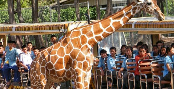 清邁另類夜生活 動物全接觸 - Night Safari