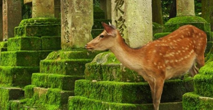 【遊記】日本．奈良．春日大社