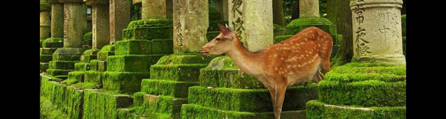 【遊記】日本．奈良．春日大社