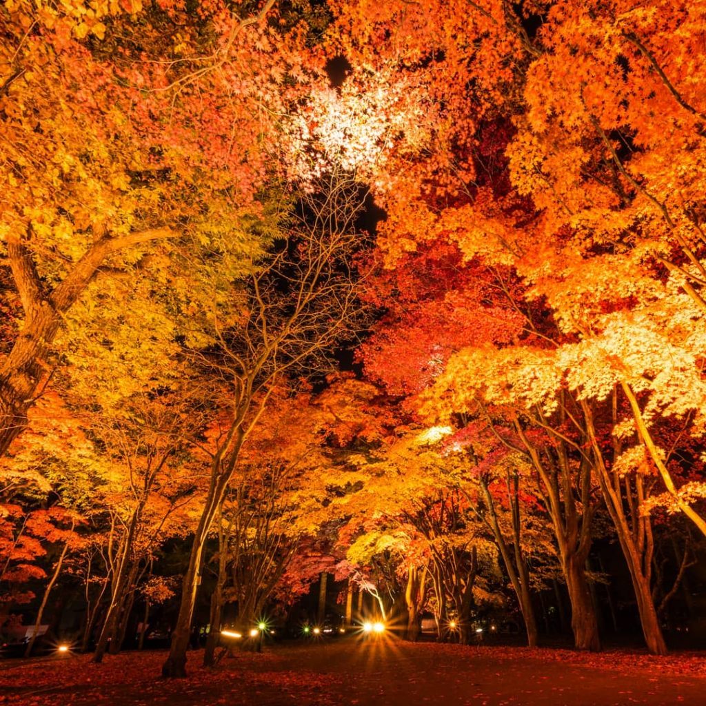 北海道紅葉 賞楓預報 5大必去北海道紅葉景點 永安旅遊