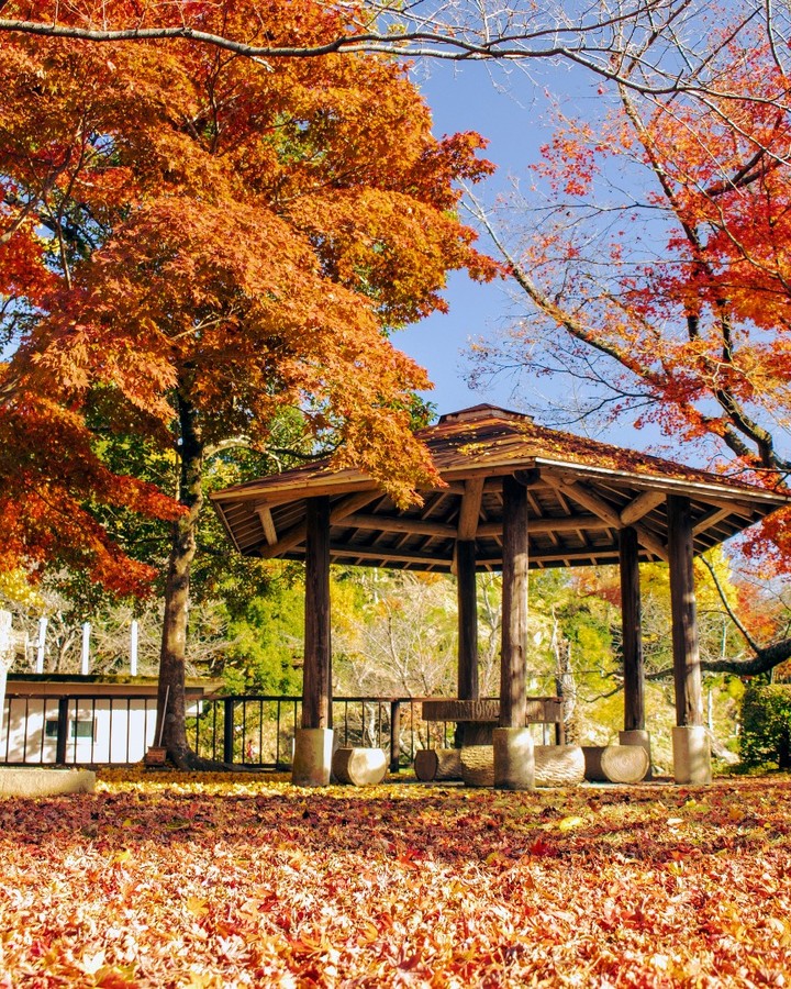 九州紅葉 | 熊本舞鶴城公園