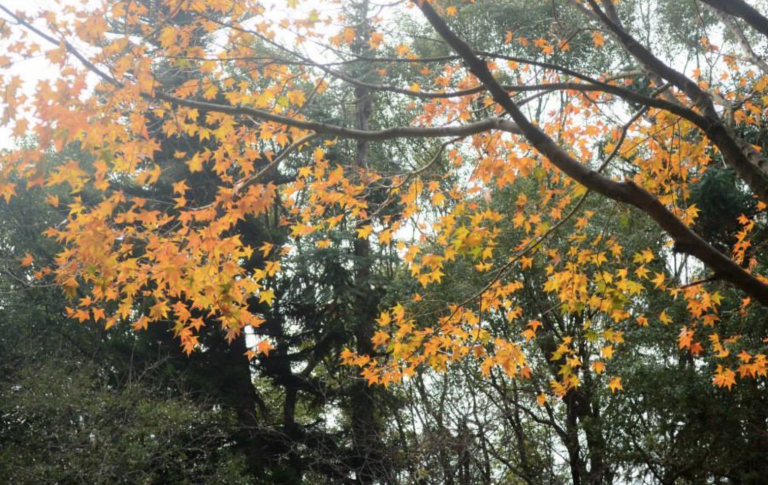 【台中紅葉2024】台中紅葉秘景攻略!一文看盡5大台中人氣賞楓景點 輕鬆展開台中賞楓之旅 台中紅葉