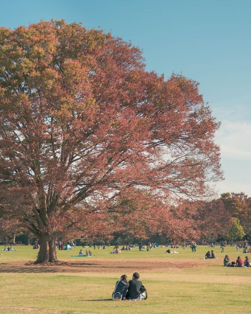 東京紅葉 | 國營昭和紀念公園