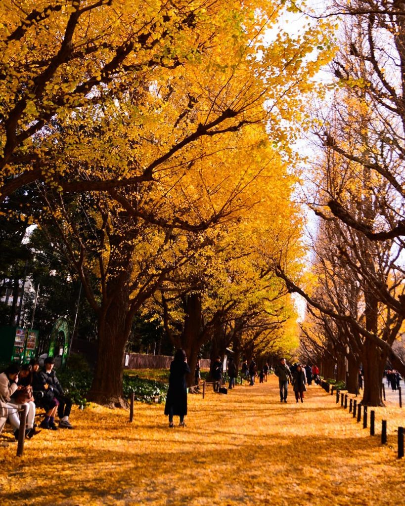 東京紅葉 | 明治神宮外苑