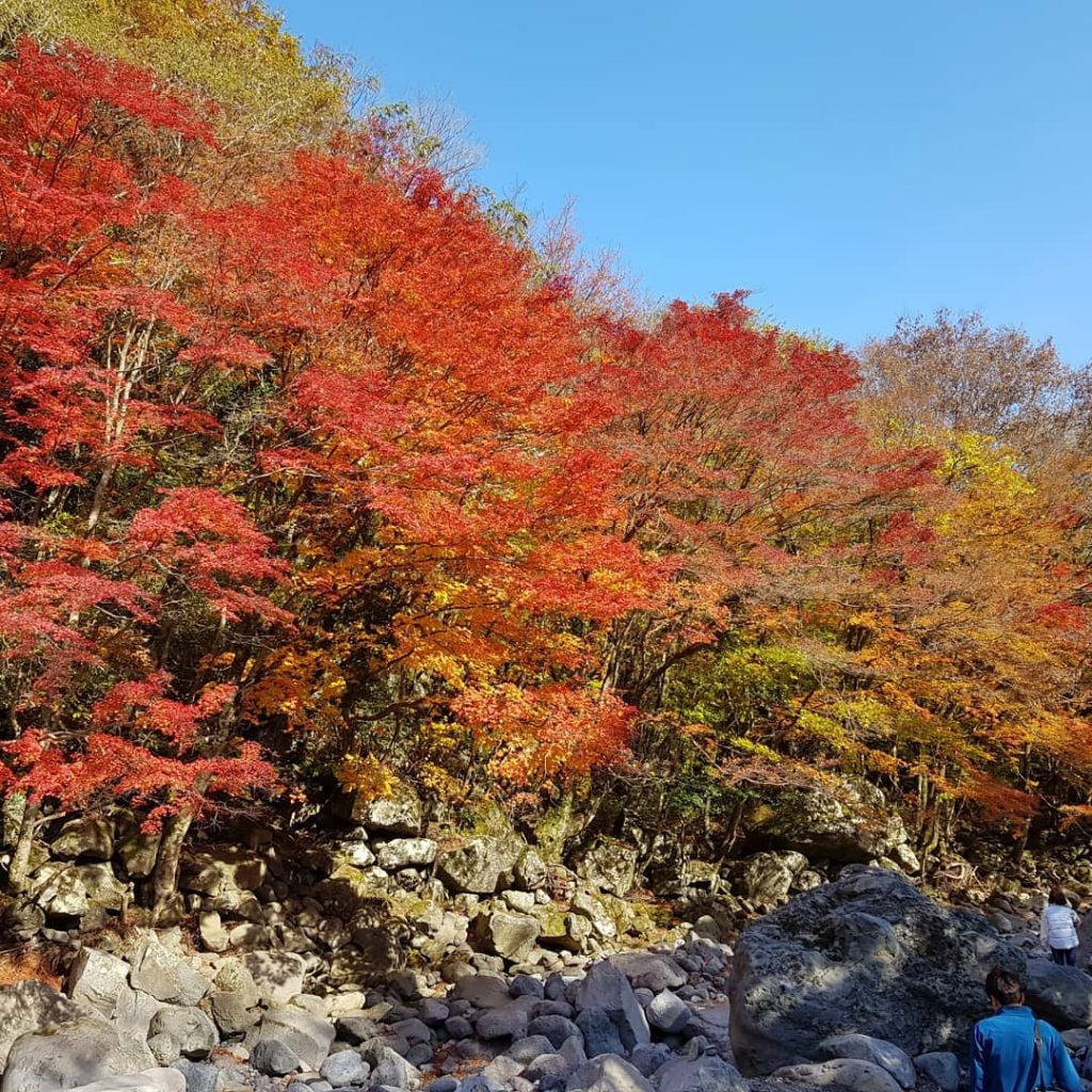 韓國紅葉