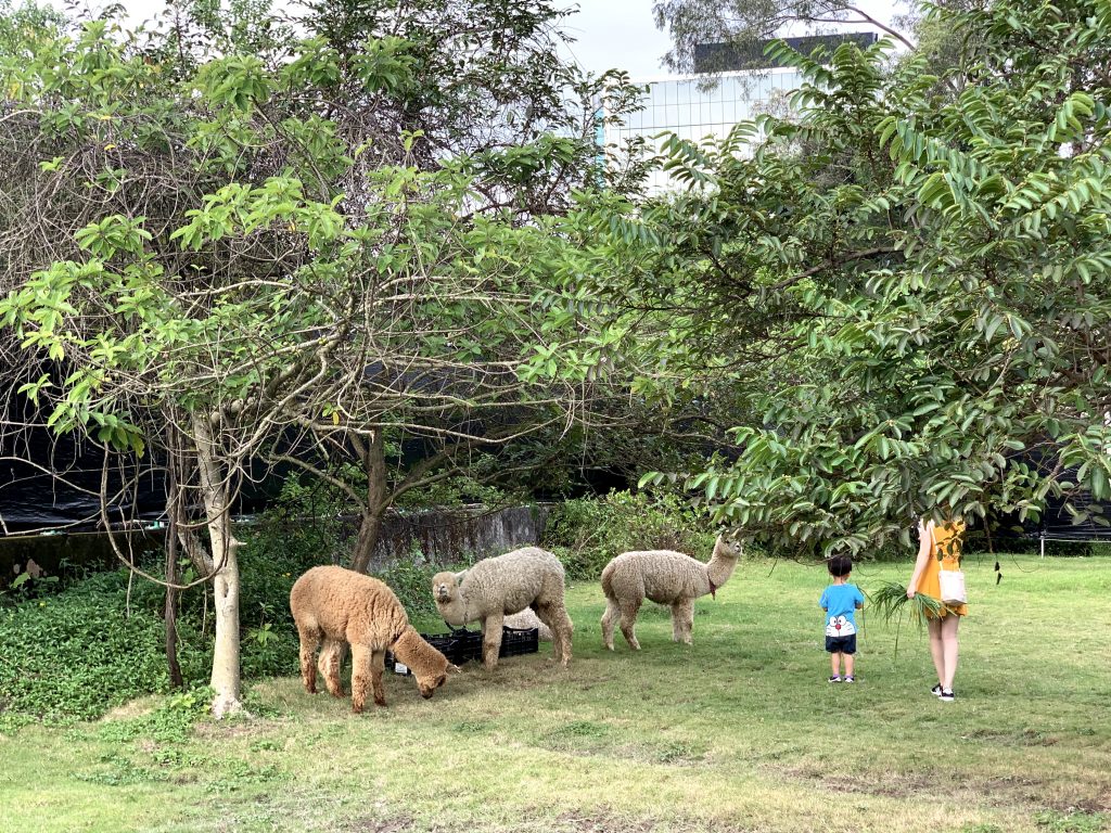 【菠蘿園】親親羊駝獨家套票!通行証+羊駝餵食打卡+菠蘿冰+... 錦田菠蘿園草泥馬