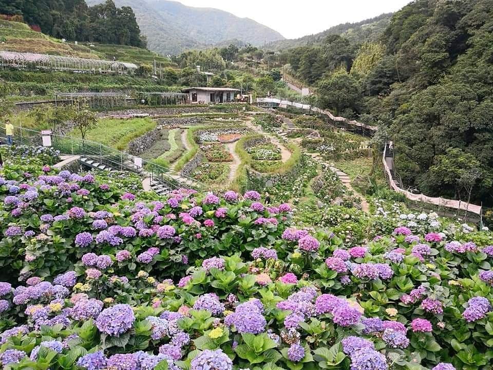 陽明山溫泉景點-大梯田花卉生態農園