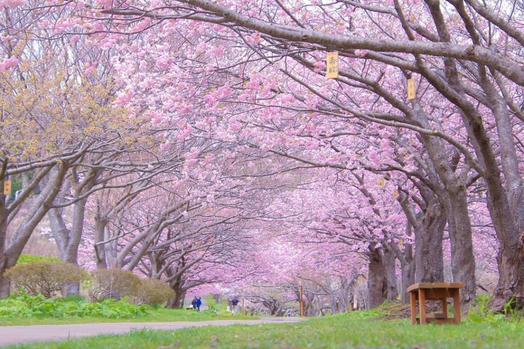 北海道櫻花預報 5大必去北海道賞櫻名所當地人認證 永安旅遊