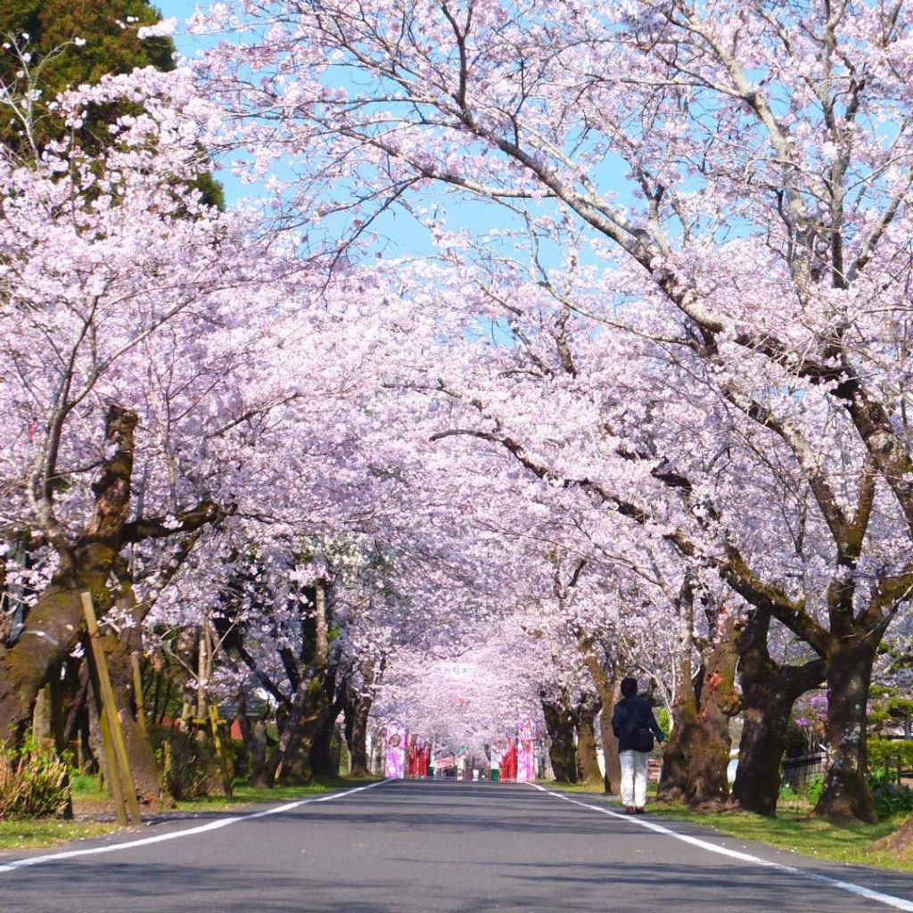 九州櫻花2020